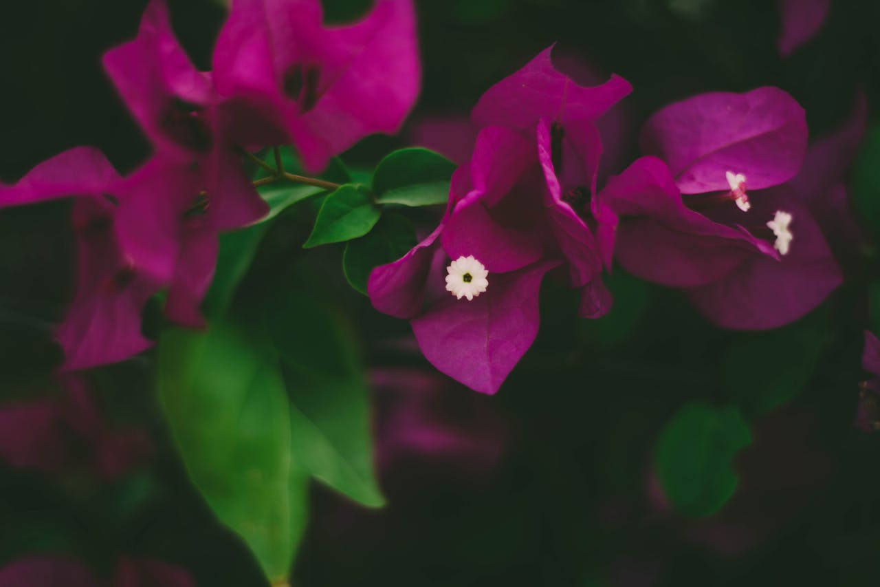 A close-up of vibrant bougainvillea flowers with rich magenta petals and lush green leaves.