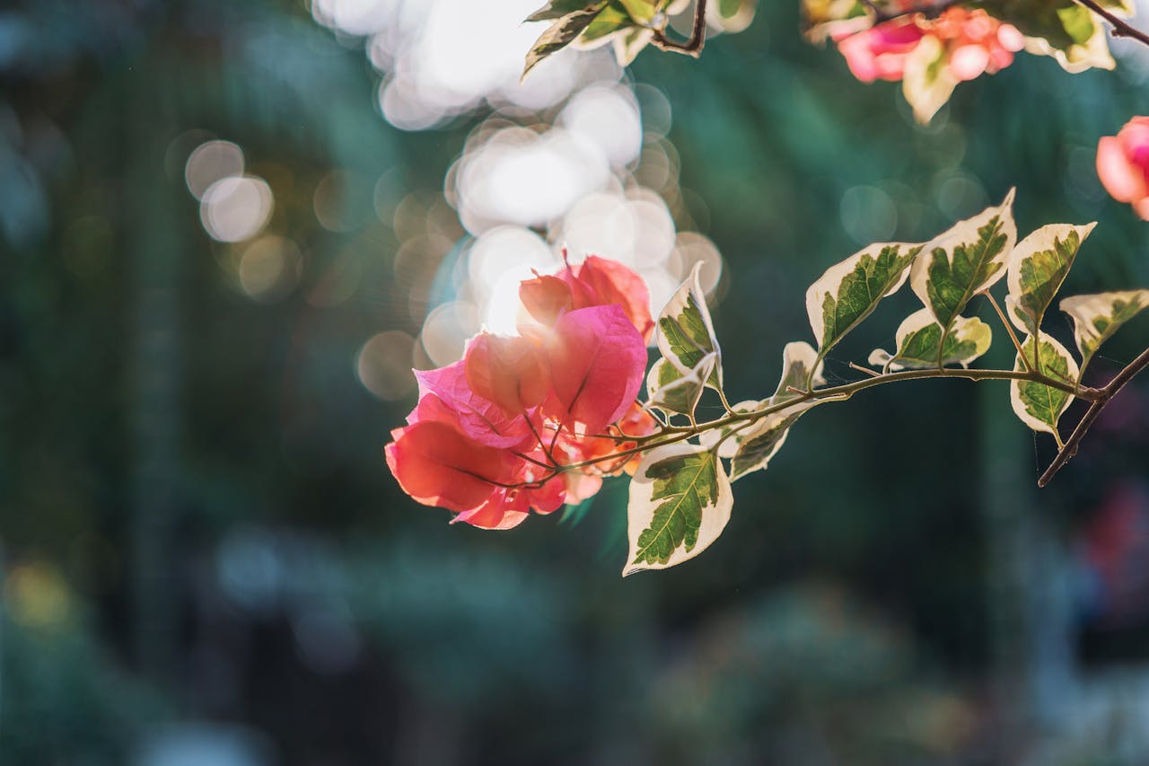 Pink bougainvillea flowers with bokeh effect in a sunlit garden, showcasing delicate beauty and growth.