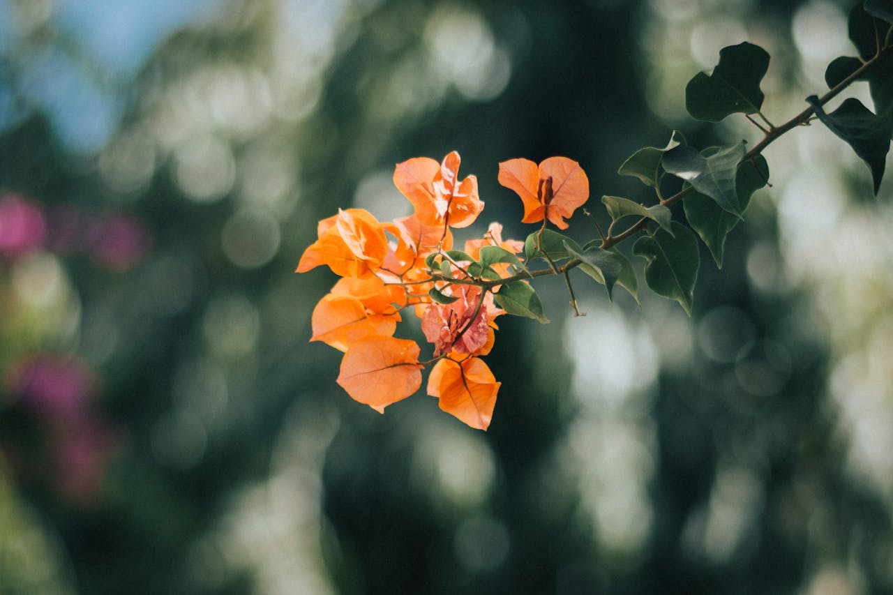 A detailed close-up of orange bougainvillea flowers with a soft bokeh background, capturing nature