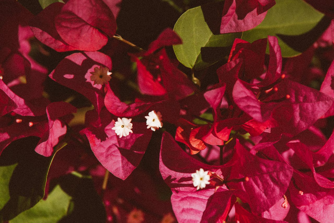Close-up of vibrant pink bougainvillea flowers in natural sunlight, showcasing their delicate petals.